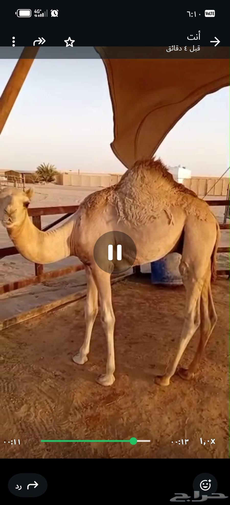 قعود فل شحم. للبيع. عمره خمس شهور63735654828034111