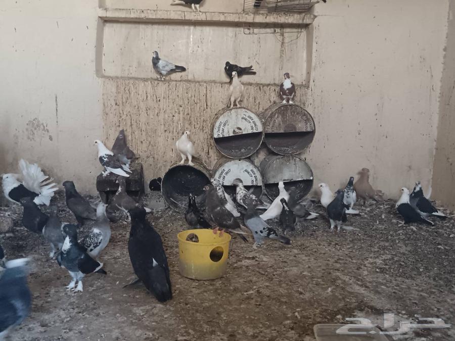حمام للبيع يوجد اكثر من 20 حوز للسوم لتوصل63735841694594112
