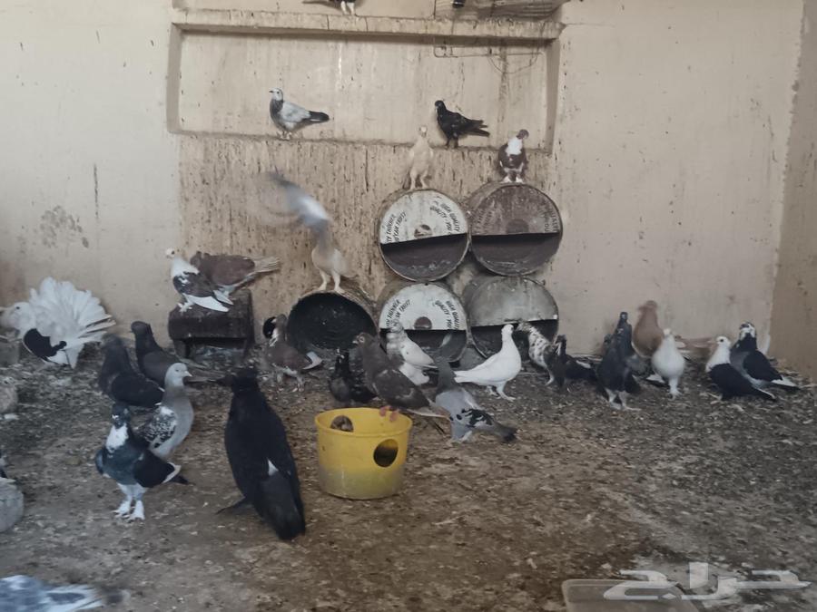 حمام للبيع يوجد اكثر من 20 حوز للسوم لتوصل63735841694594113