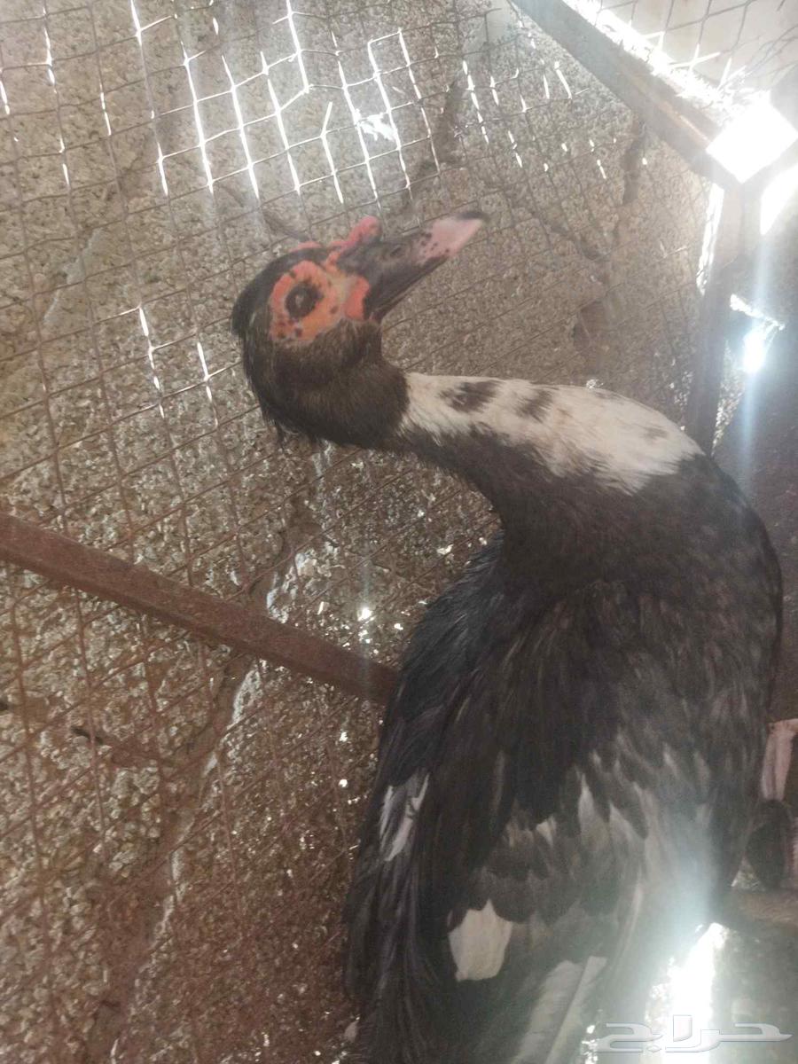 بط ذكر للبيع وصل السوم 4063733771924227112