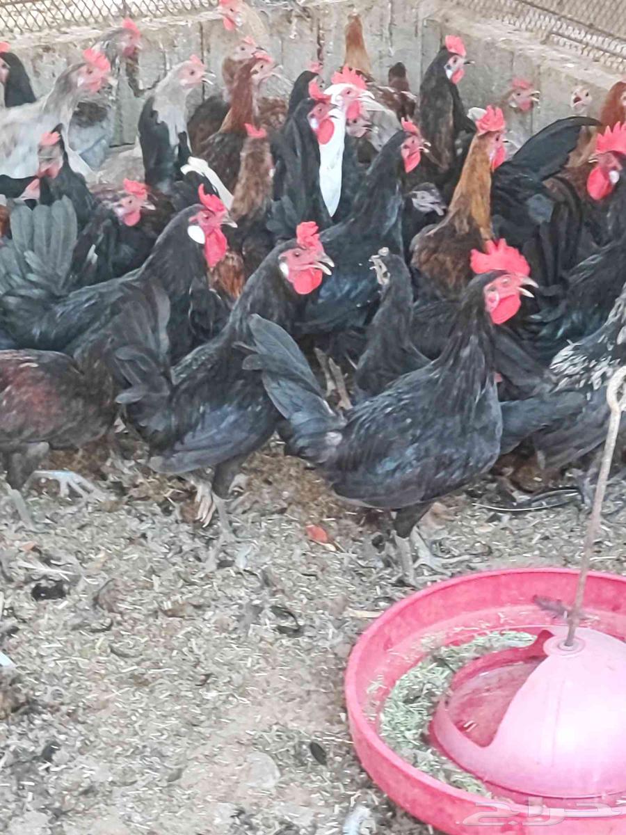 ديكه 6 شهور بالوان مختلفه63733666867585110