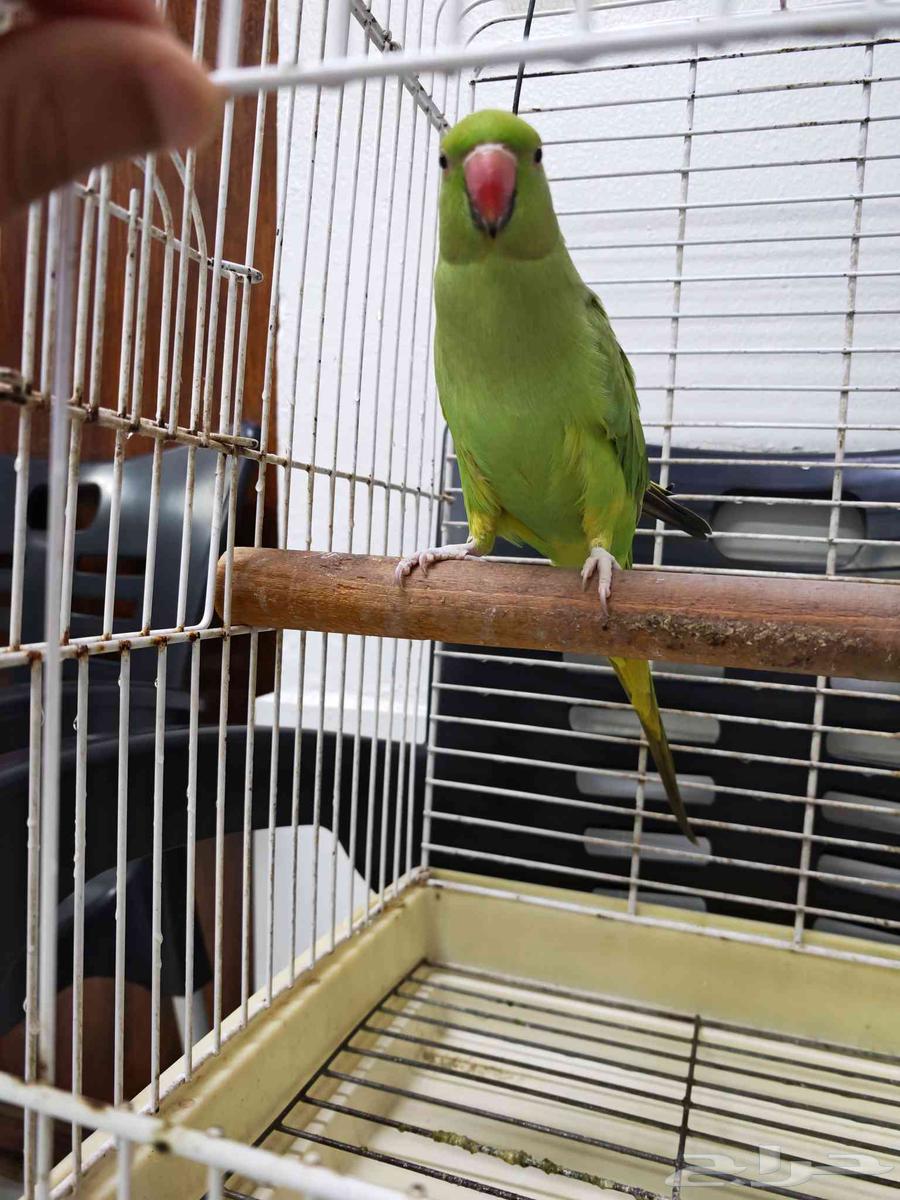 ببغاء ذرة هنديه63730873114369111