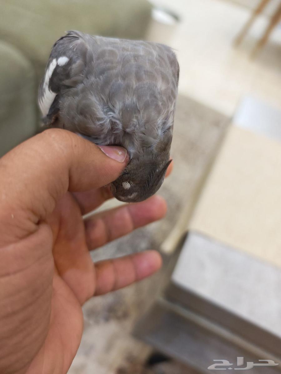 كروان هولندي اليف63733574767617114