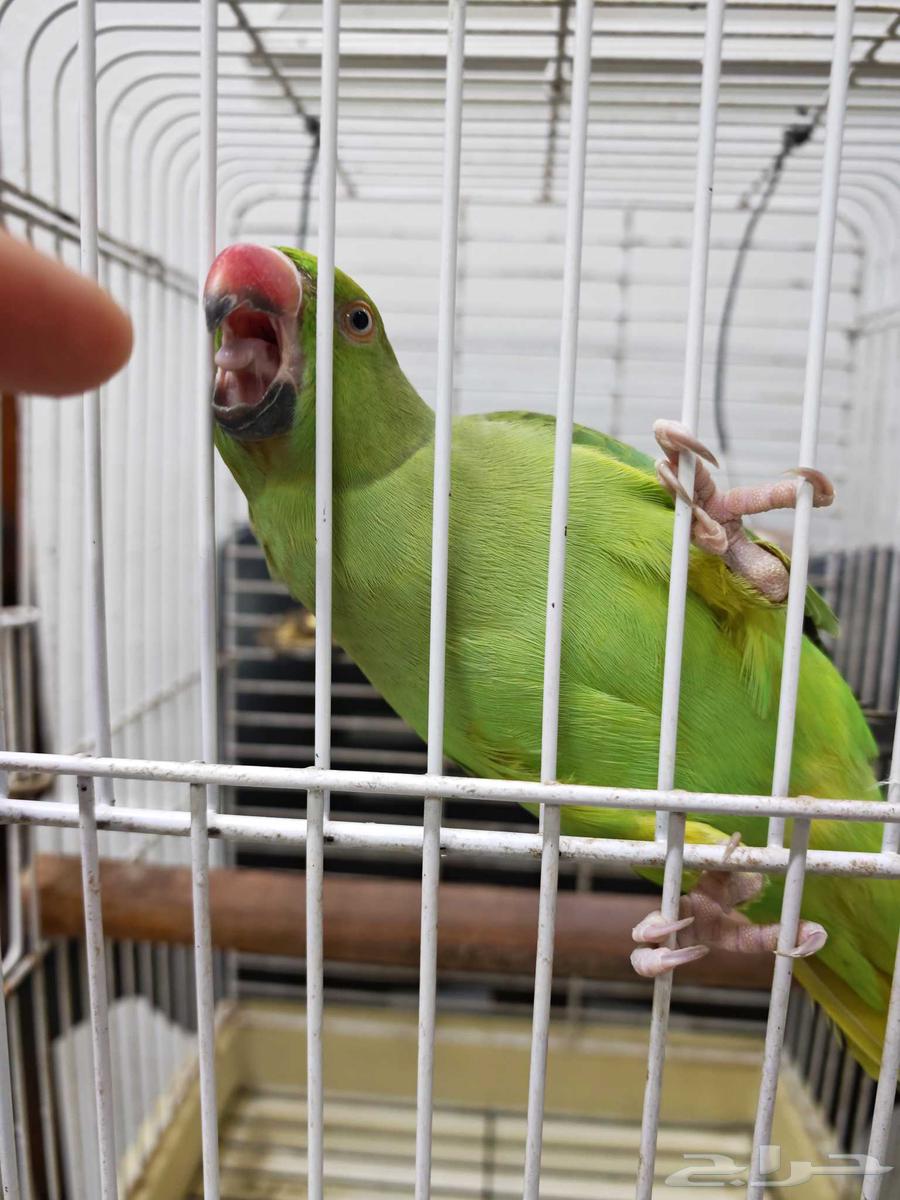 ببغاء ذرة هنديه63730873114369112