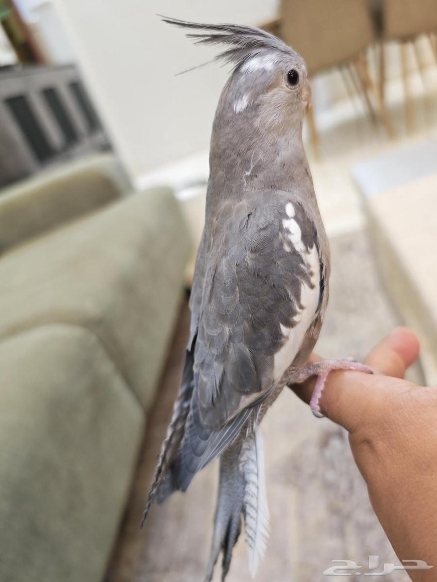 كروان هولندي اليف63733574767617110