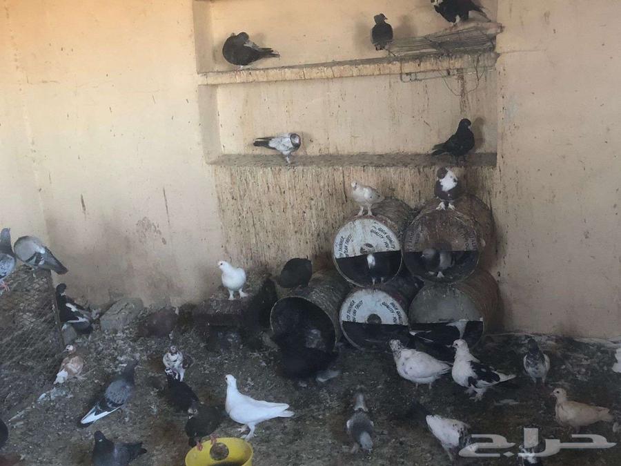 حمام للبيع يوجد اكثر من 20 حوز للسوم لتوصل63735841694594111