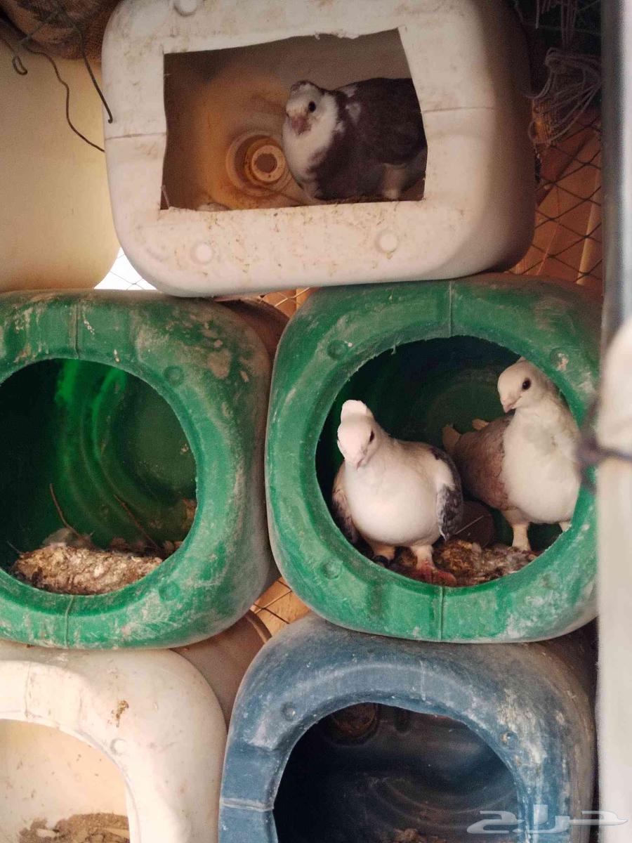 Pigeons for sale, mixed breeds, location is located63731435162626113