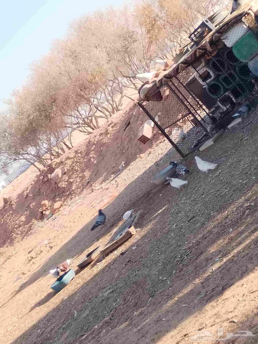 Pigeons for sale, mixed breeds, location is located63731435162626111
