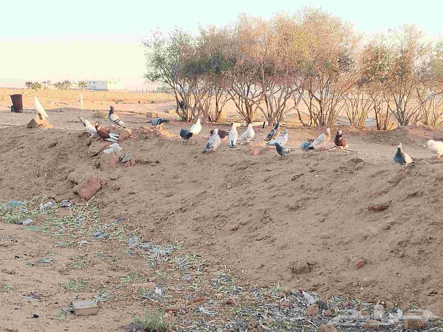 Pigeons for sale, mixed breeds, location is located63731435162626114