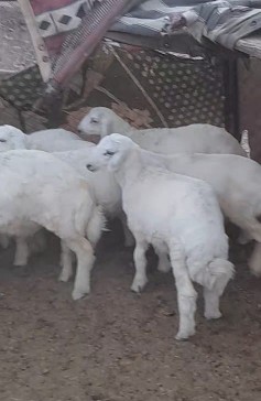 تم البيع الله يبارك لشاري63737523753473114