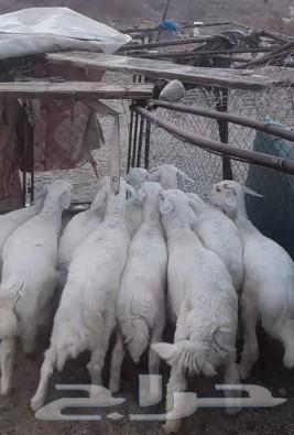 تم البيع الله يبارك لشاري63737523753473111