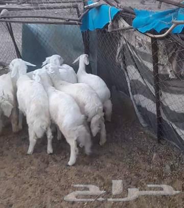 تم البيع الله يبارك لشاري63737523753473110