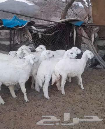 تم البيع الله يبارك لشاري63737523753473112