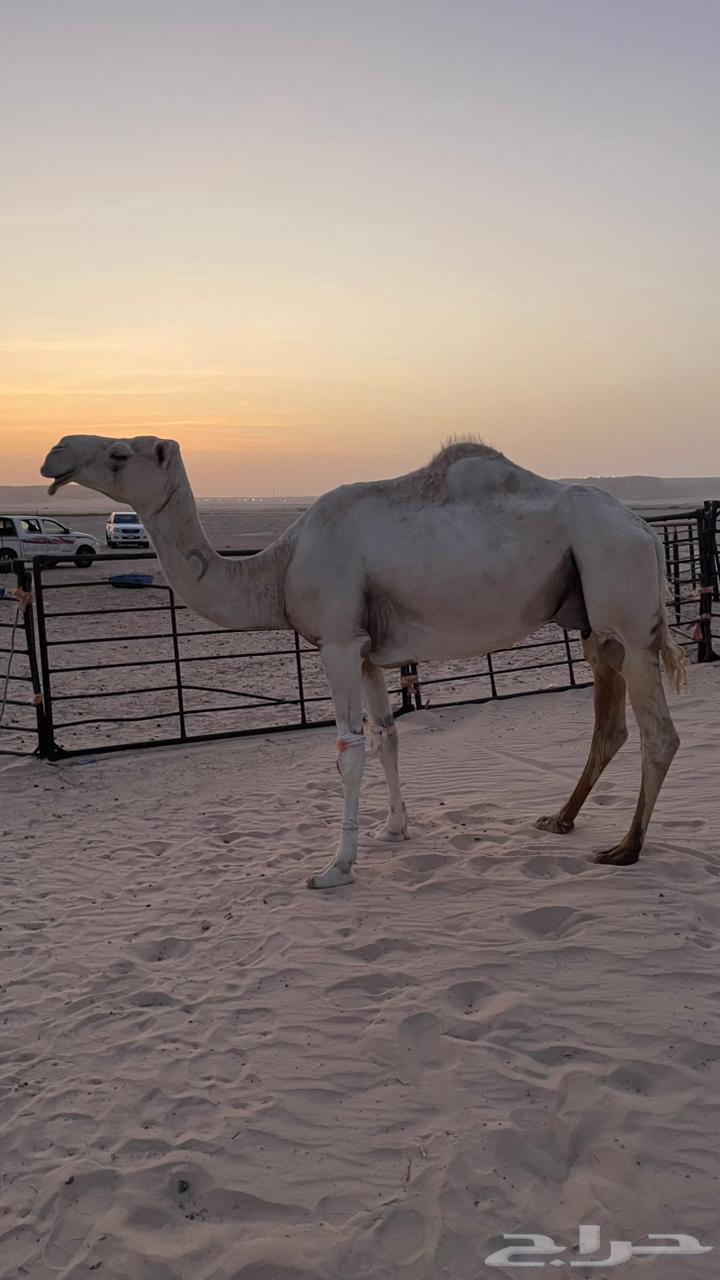 Selling a ten-year-old camel63730500365185113