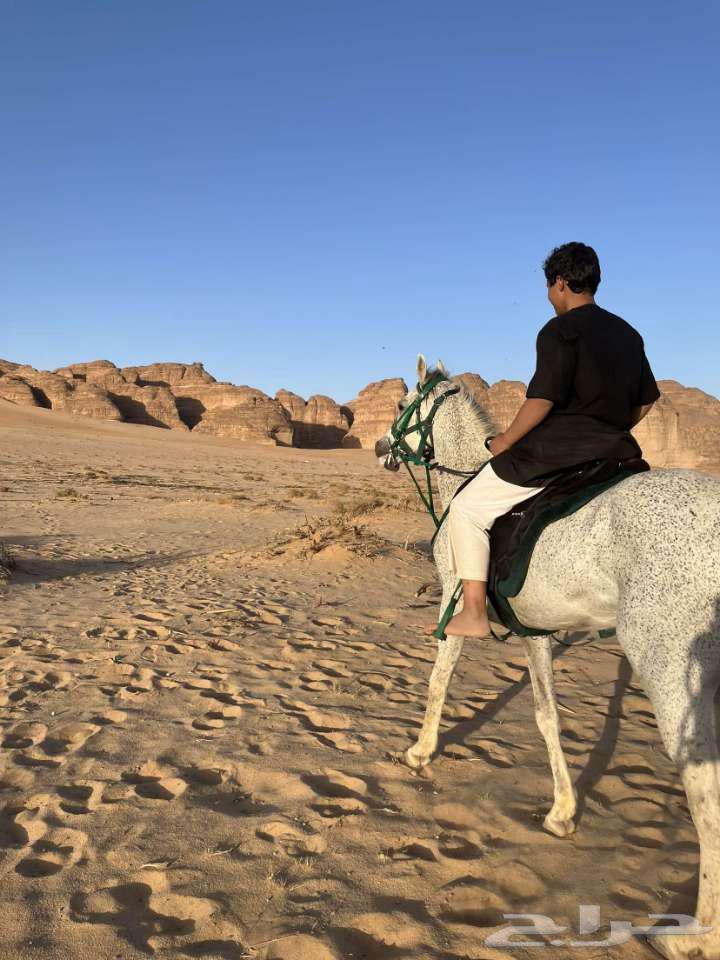 حصان شعبي سبوق اقبل فيه البدل فرس63729197156098114