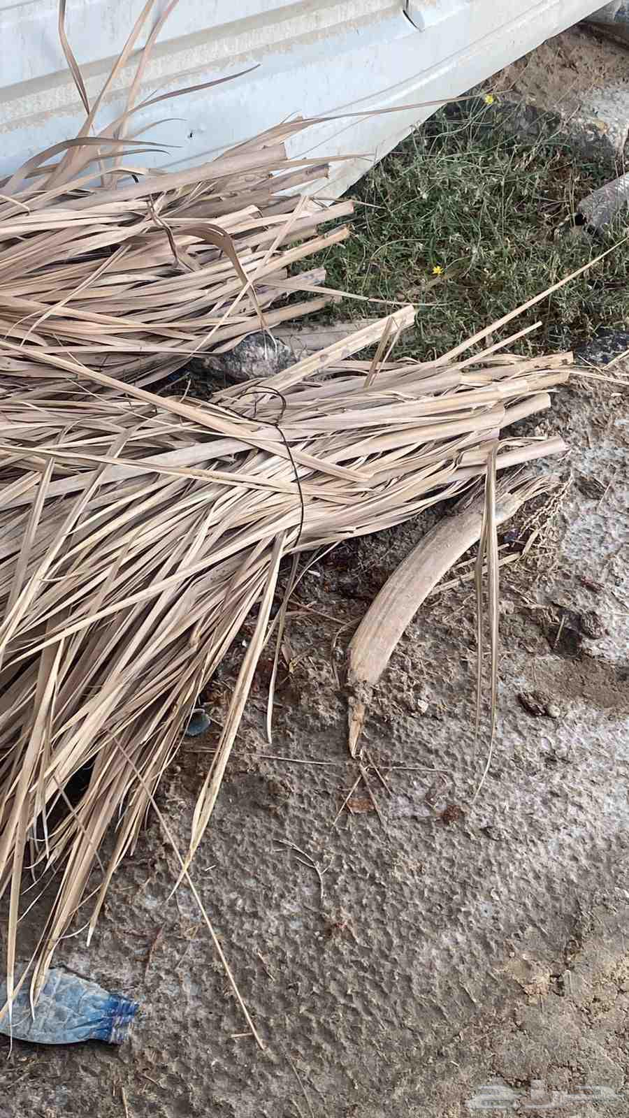 سعف النخيل الربطه 3 ريال63738741257473111
