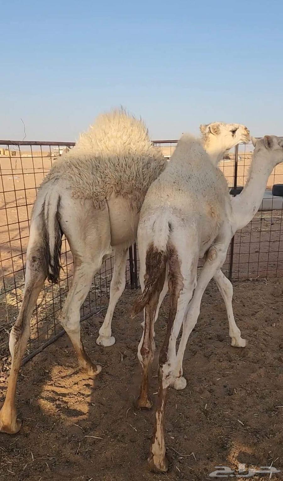 قعدان قصب للبيع63737250862977114
