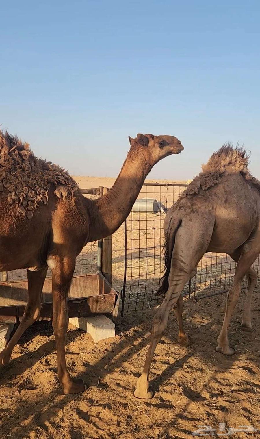 قعدان قصب للبيع63737250862977112