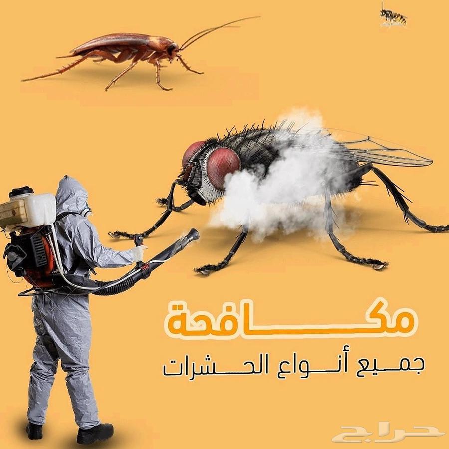 Pest and Rodent Control Company in Dammam and Khobar, Eastern Province636130419809311126