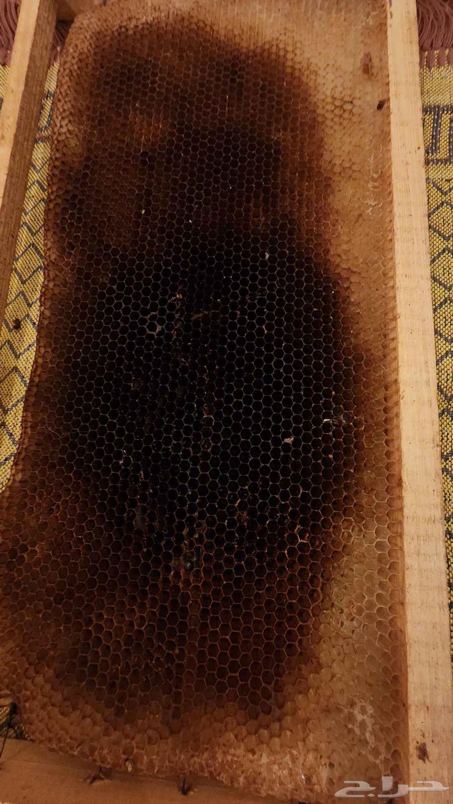 Clean and preserved beehives stored in the freezer63746496379009110