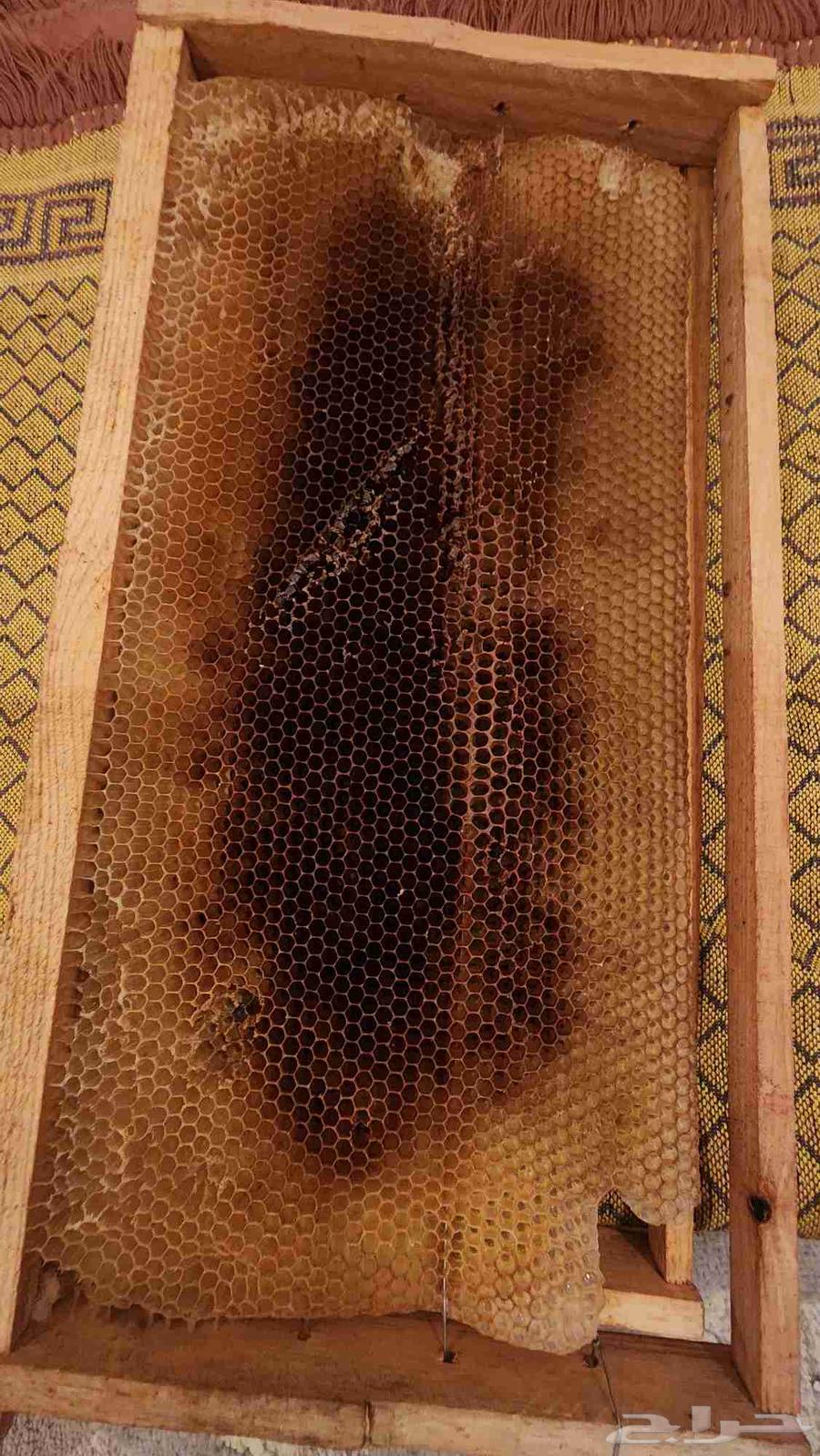 Clean and preserved beehives stored in the freezer63746496379009113
