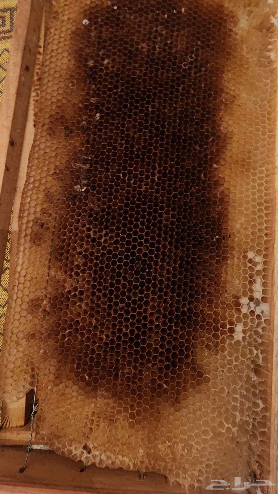 Clean and preserved beehives stored in the freezer63746496379009112