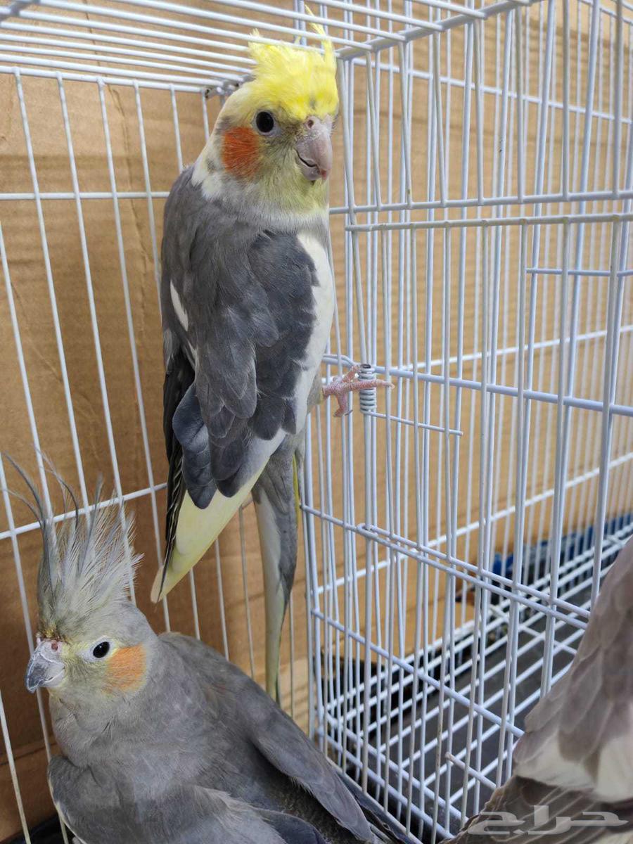 طيور كروان للبيع اربعه طيور63741230945282113
