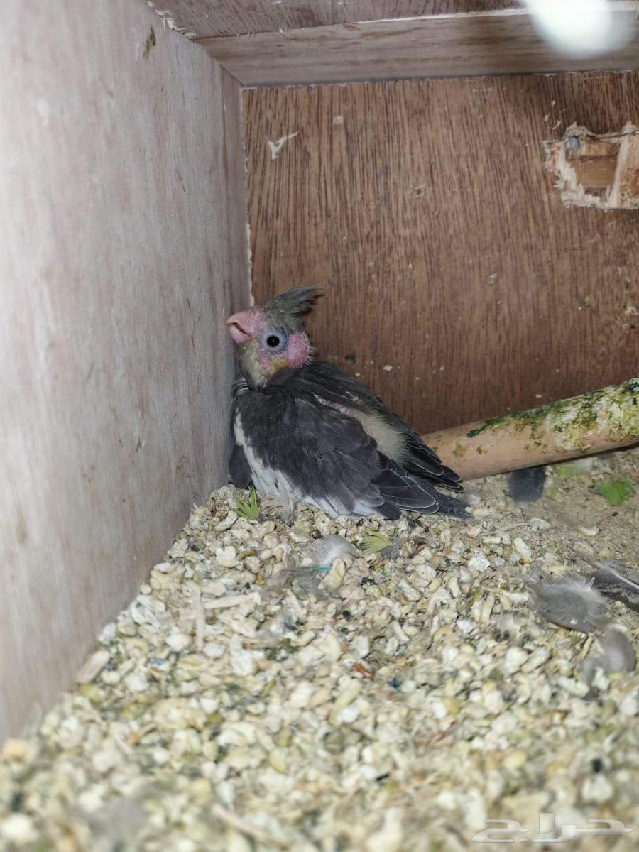 طيور كروان للبيع اربعه طيور63741230945282112