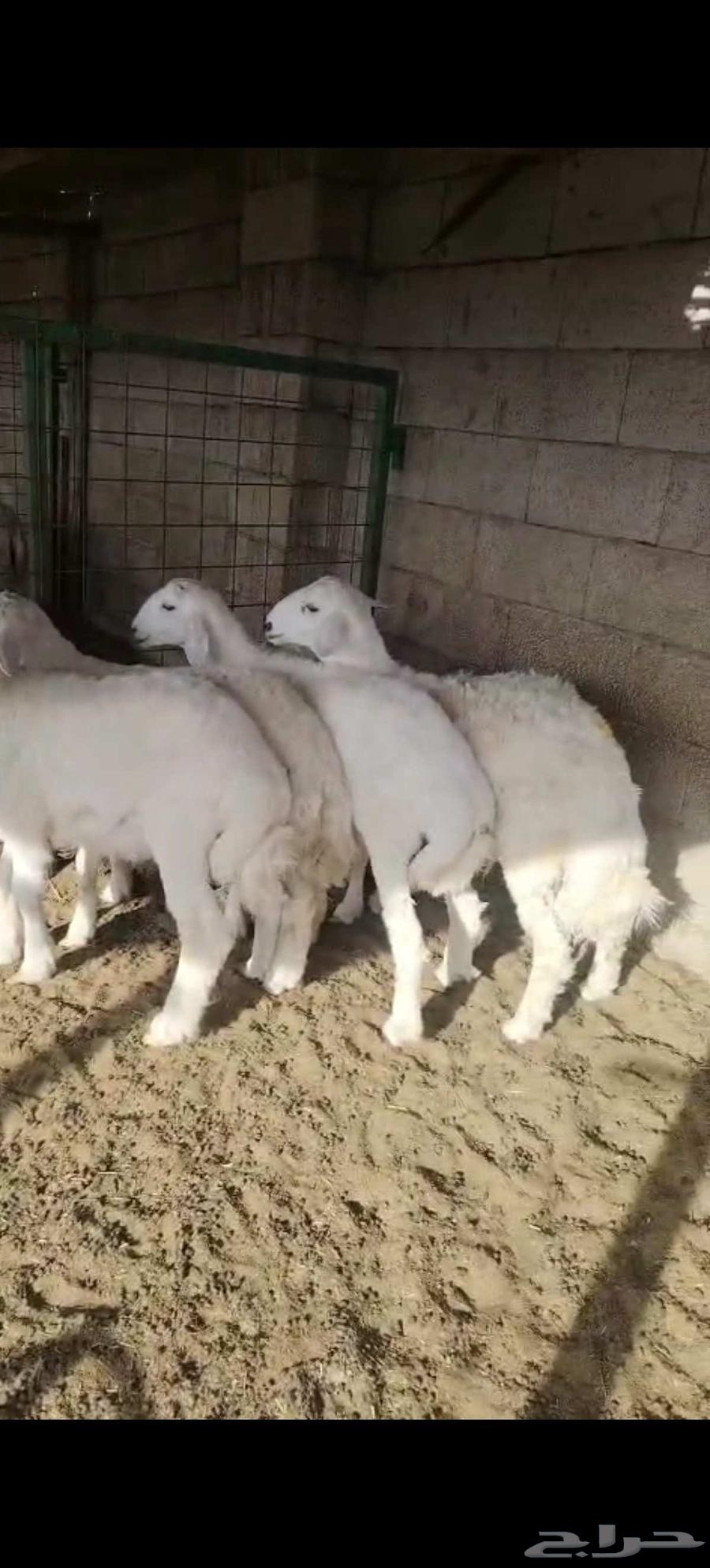 طليان حري للبيع نظيفة مقفلة شحم63742452755331114