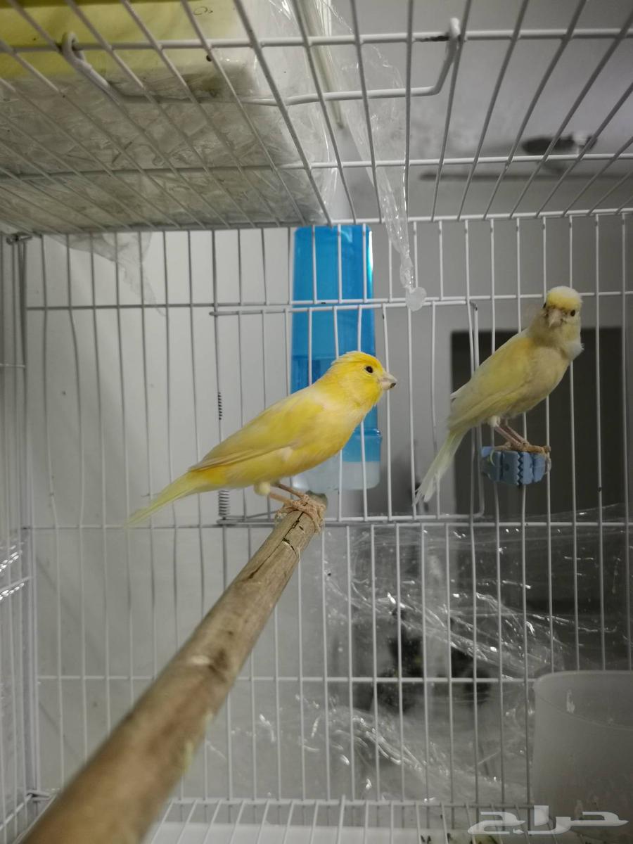 First Canary Pair, My Production, MashaAllah63739715700099114