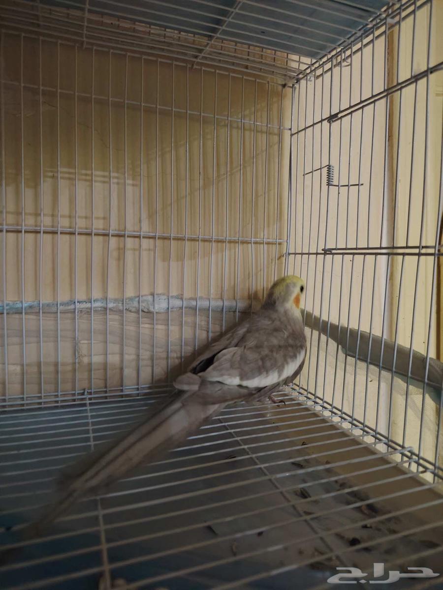 ببغاء كروان63747241495681111