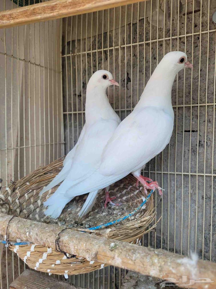 طبة حمام صنعاوي ابيض63744134878082111