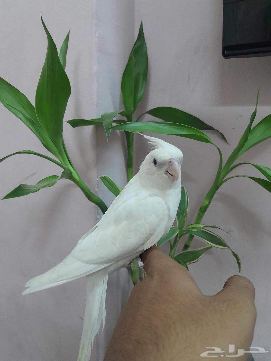 Pineo Krowan, very tame, aggressive (Sold)63742454913539110