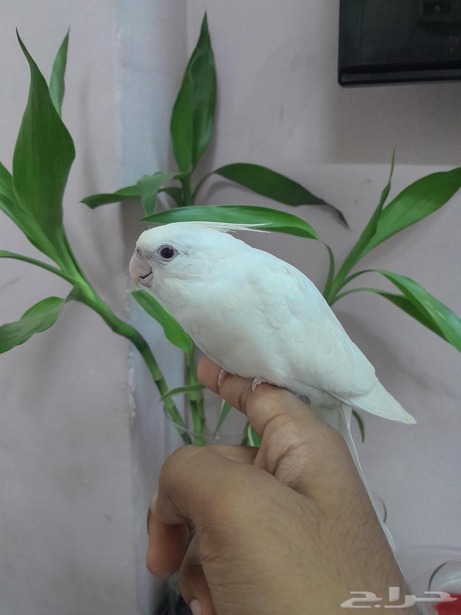Pineo Krowan, very tame, aggressive (Sold)63742454913539111