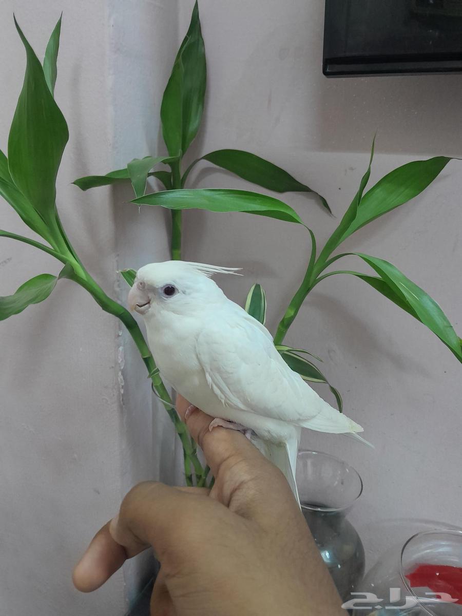 Pineo Krowan, very tame, aggressive (Sold)63742454913539113