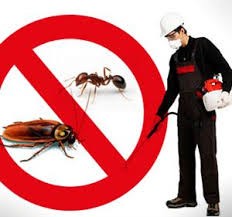 Pest and Rodent Control Company in Dammam and Khobar, Eastern Province63613041980931112