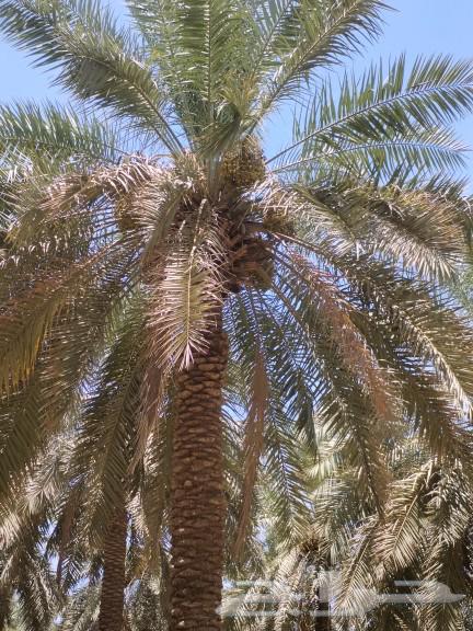 ثمار نخيل للبيع عدد حوالي 150 نخلة زراعة عضوية بريده الصباخ63741787237761114