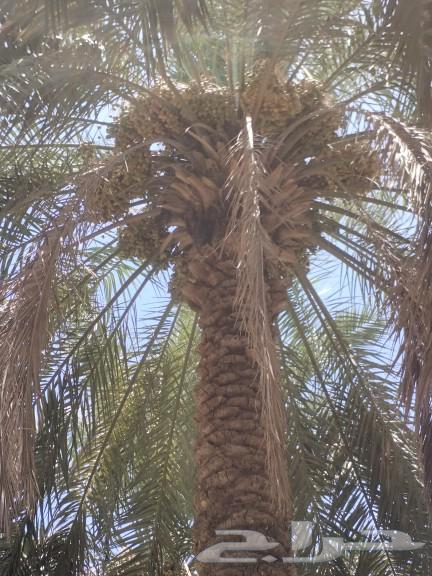 ثمار نخيل للبيع عدد حوالي 150 نخلة زراعة عضوية بريده الصباخ63741787237761113