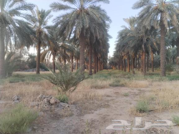 ثمار نخيل للبيع عدد حوالي 150 نخلة زراعة عضوية بريده الصباخ63741787237761111