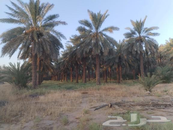 ثمار نخيل للبيع عدد حوالي 150 نخلة زراعة عضوية بريده الصباخ63741787237761110