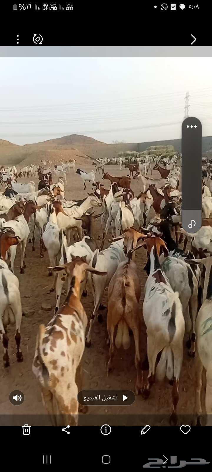 تيوس برابر نوع كيني جذعان بضاعه نفس البلدي63739809868419110
