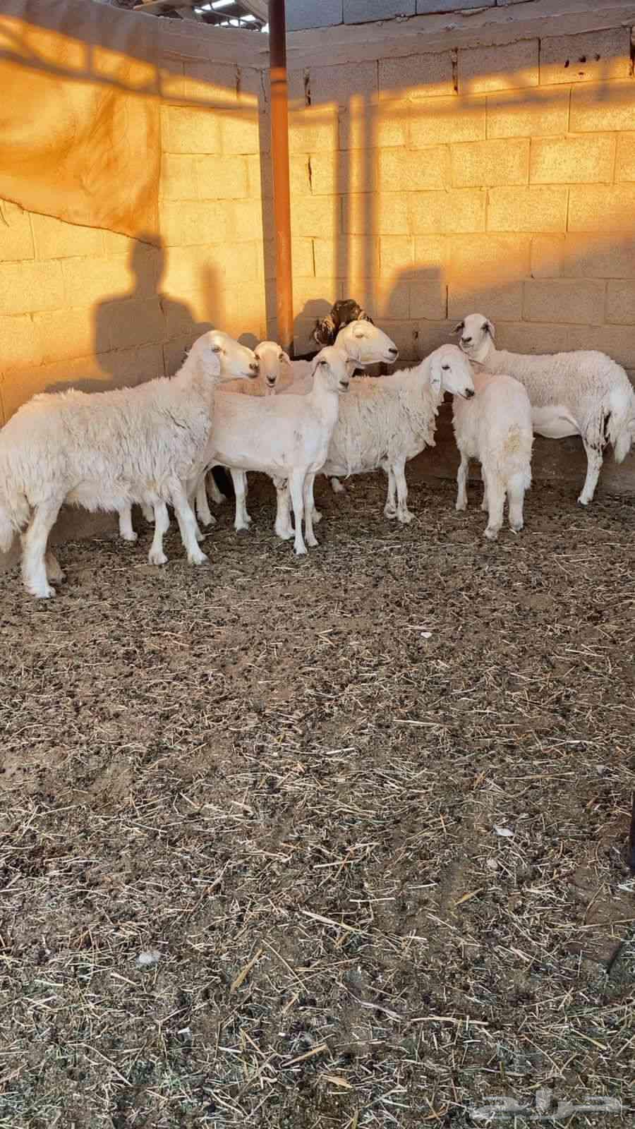 للبيع نعاج مضا يع العدد 6 شرط واحد خروف63746861276163111