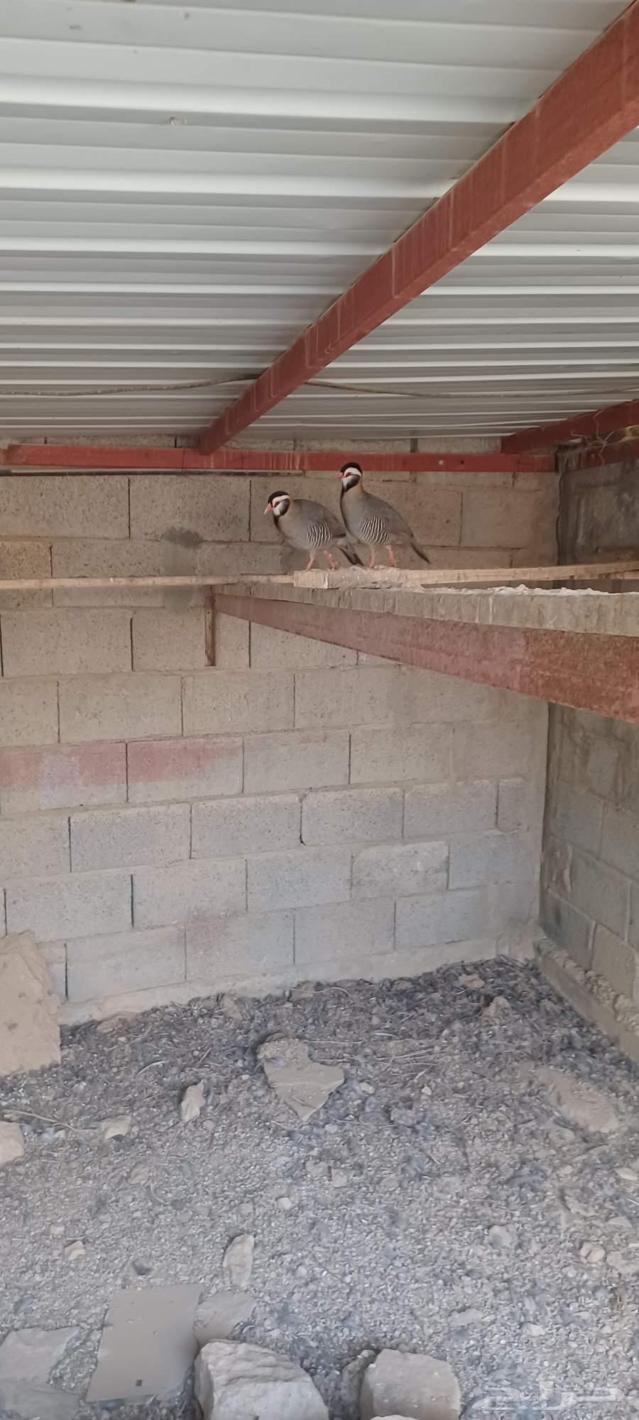 اثنين ذكور للبيع63741509946882112