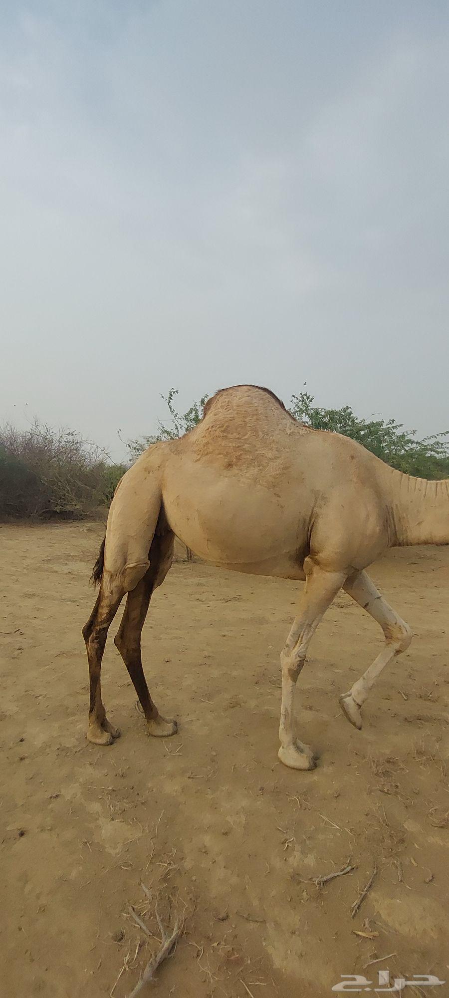 بكره للبيع السن رباع63739053279233110