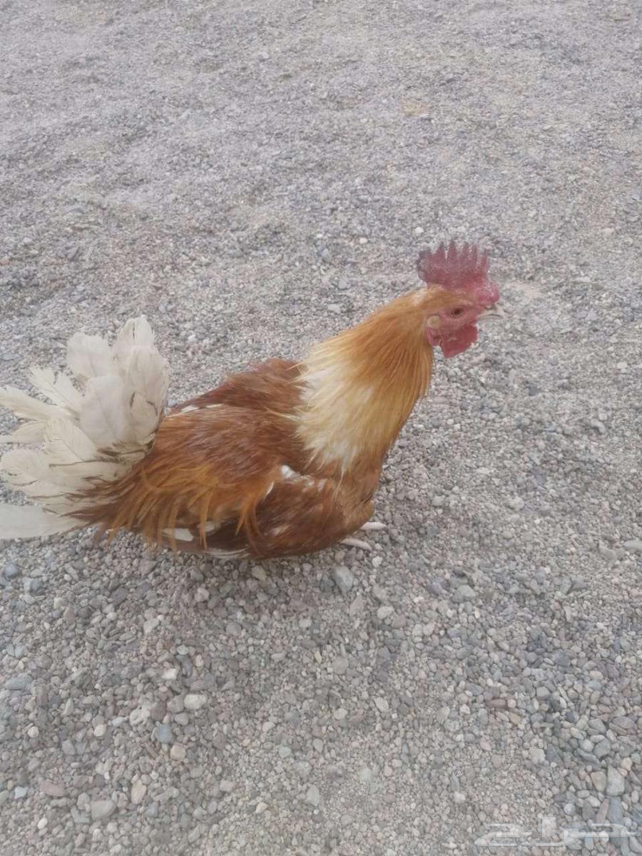 ديوك بلدي وفيومي للبيع63742166423041111