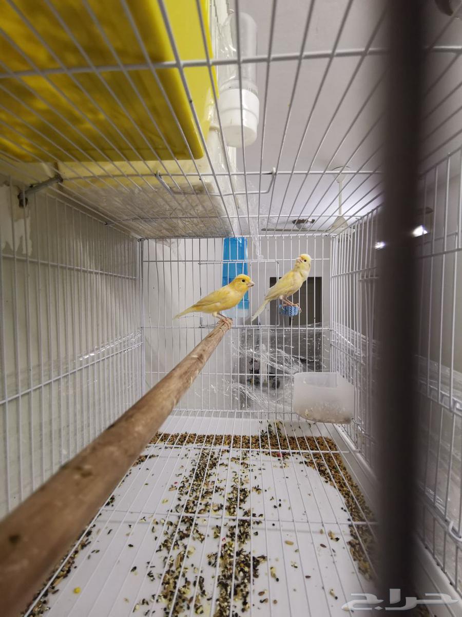 First Canary Pair, My Production, MashaAllah63739715700099113