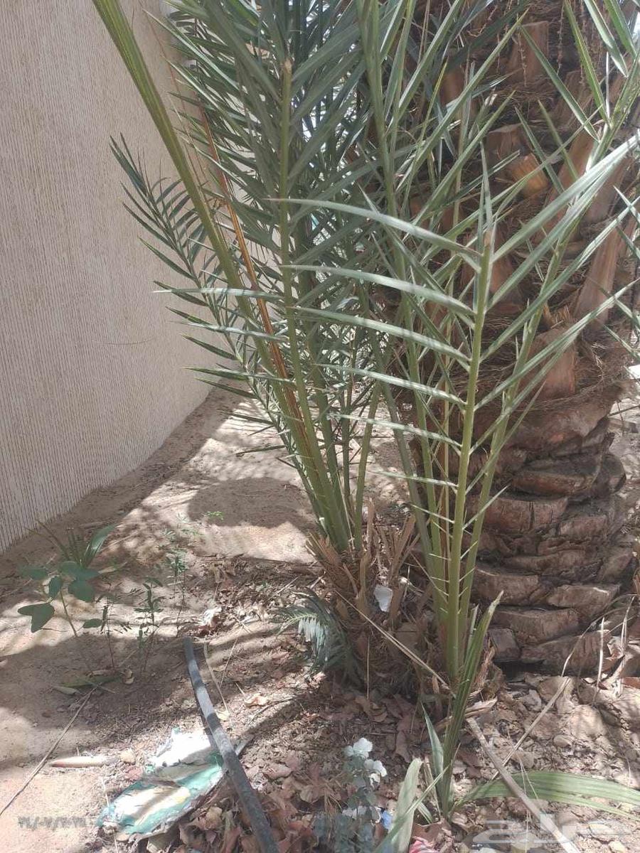 موجود عدد فسايل بياض نجران للبيع فسايل كفو63748080062977110