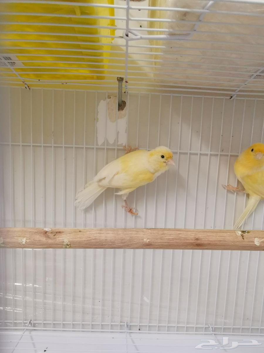 First Canary Pair, My Production, MashaAllah63739715700099111