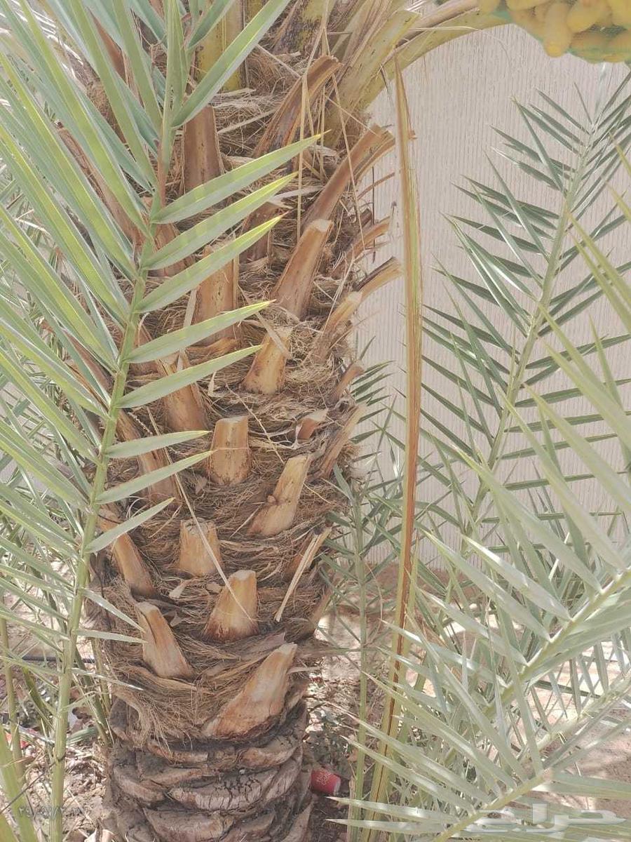 موجود عدد فسايل بياض نجران للبيع فسايل كفو63748080062977111