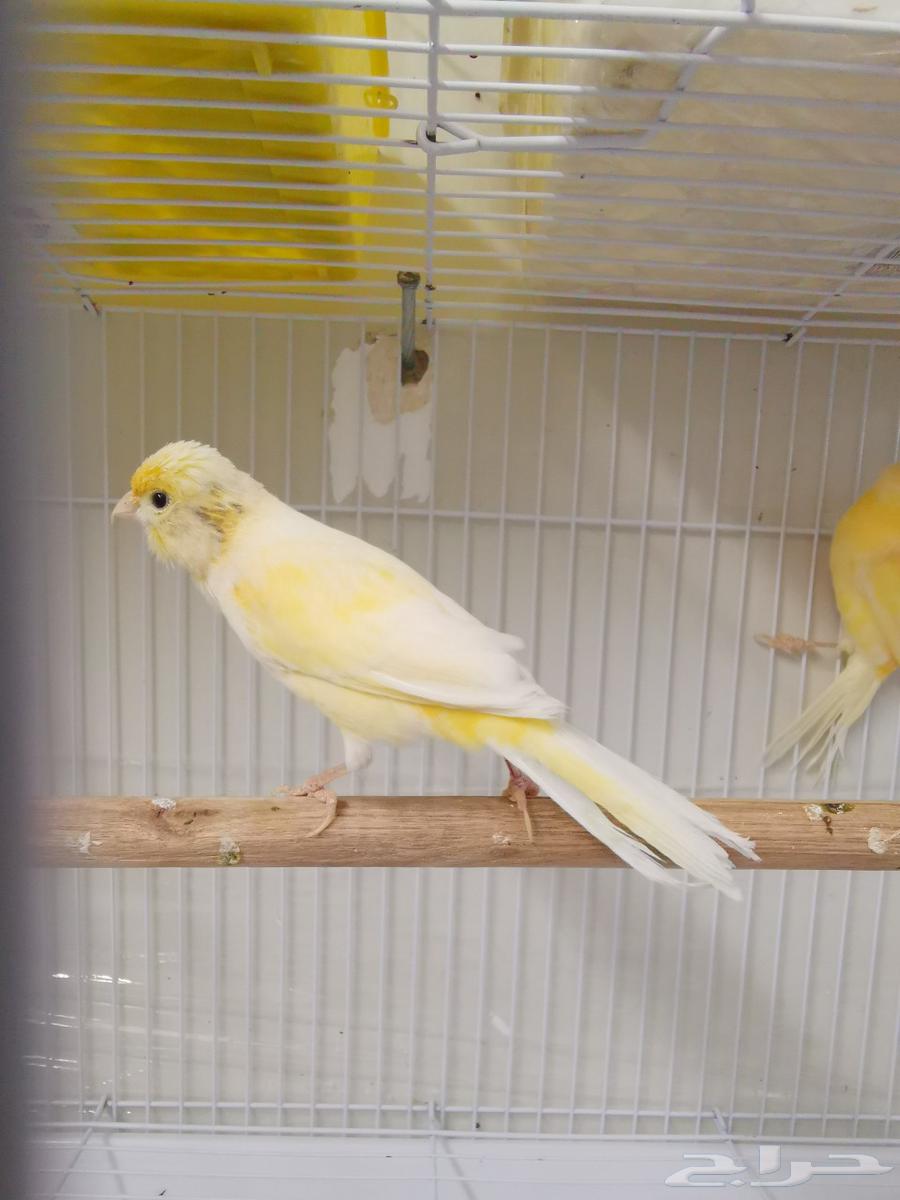 First Canary Pair, My Production, MashaAllah63739715700099110